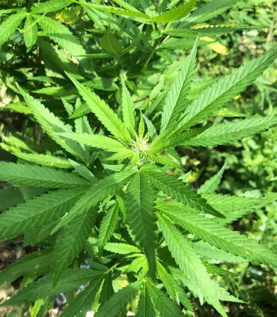 Bay Burger feminisierte Samen (Delicious Seeds)