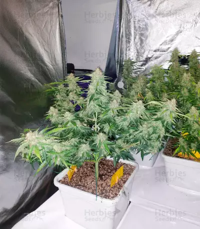 Berry Bomb Auto (Bomb Seeds) Cannabis-Samen