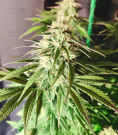 Cotton Candy Cane (Emerald Triangle Seeds) Cannabis-Samen