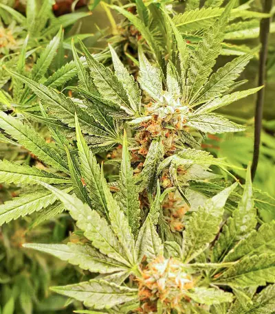 Dozy Cake feminisierte Samen (AlphaFem Seeds)