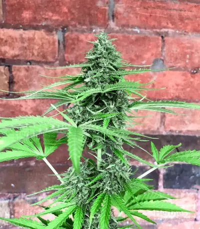 Fruit Punch Auto feminisiertes Saatgut (Heavyweight Seeds)