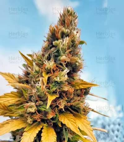 Gelato (Cali Buds Seeds) Cannabis-Samen