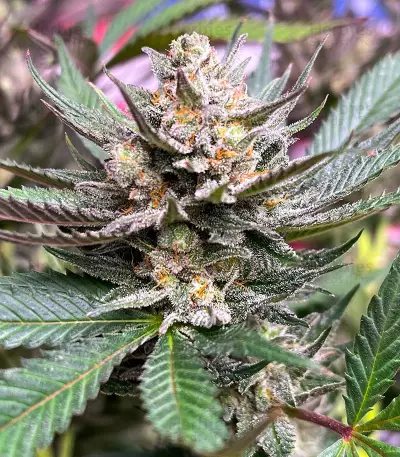 GG4 Sherbet Fast Flowering (Fast Buds)