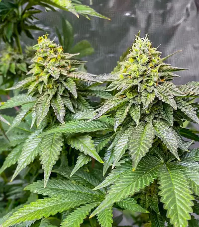 Girl Scout Cookies Fast Version feminisierte Samen (EGS)