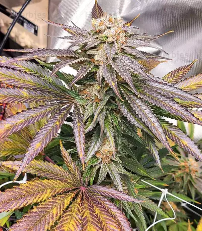 Grandaddy Banner feminisierte Samen (AlphaFem Seeds)