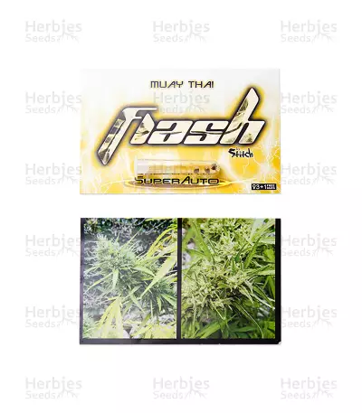 Muay Thai Auto (Flash Seeds) Cannabis-Samen