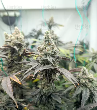 Purple Punch F1 feminisierte Samen (Seedkeepers)