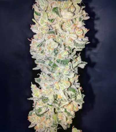 Sensi #32 (Sensi Seeds) Cannabis-Samen