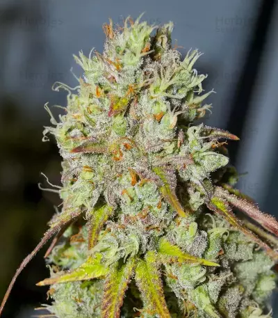 1-800-Cinderella-99 Autoflower feminisierte Samen (Seedkeepers)