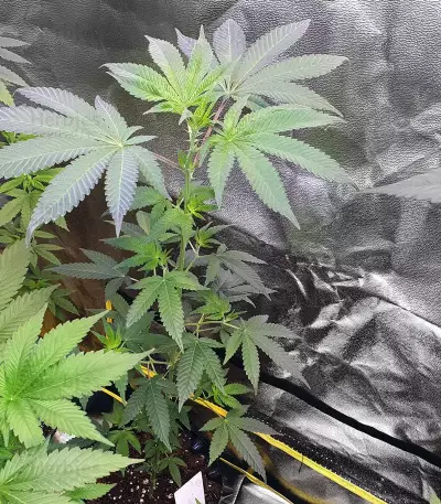 Alien Gorilla (Original Sensible Seeds) Cannabis-Samen