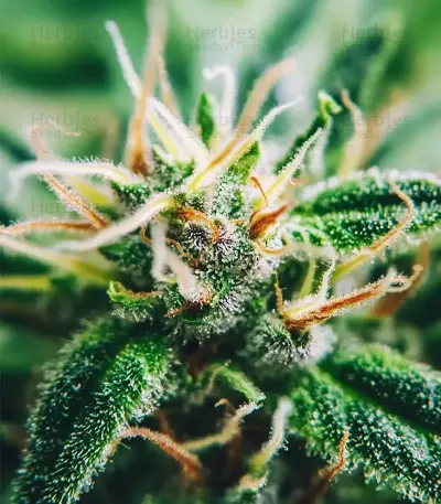Amnesia Haze XL Auto (Zambeza Seeds) Cannabis-Samen