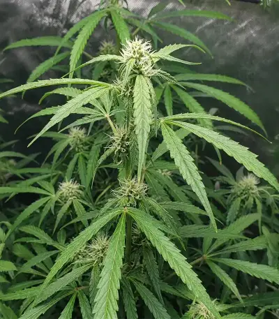 Auto Bubble Gum XXL (00 Seeds)