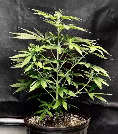 Bahia Black Head (K.C. Brains Seeds) Cannabis-Samen