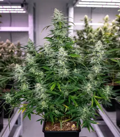 Biscotti Auto (Green House Seeds)