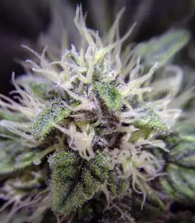 Blue Dream (BlimBurn Seeds) Cannabis-Samen