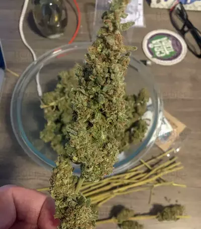 Bruce Banner #3 (BlimBurn Seeds) Cannabis-Samen