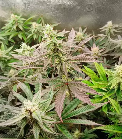 Donutz feminisierte Samen (Humboldt Seed Company)