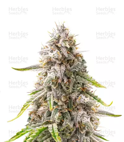 Double Grape Auto (Mephisto Genetics) Cannabis-Samen