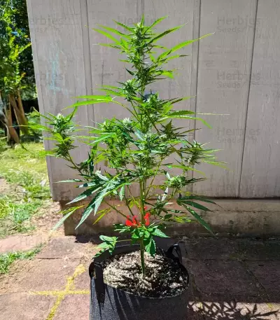 OG Kush Autoflower feminisierte Samen (Humboldt Seed Company)
