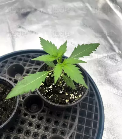 Pineapple Runtz Auto feminisierte Samen (Ethos Genetics)
