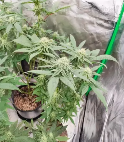 Sangria Poison Autoflower feminisierte Samen (Seedkeepers)