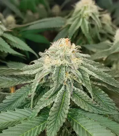 Sangria Poison Autoflower feminisierte Samen (Seedkeepers)