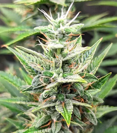 Section 781 Autoflowering (Blimburn x Herbies)