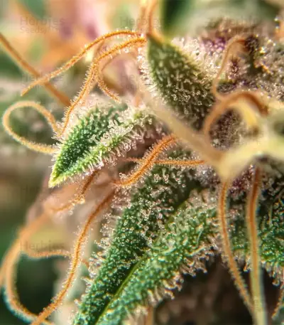 Skunk Haze (Ceres Seeds) Cannabis-Samen
