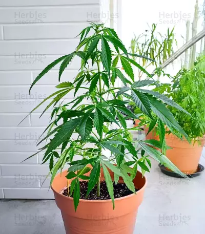 Special Queen 1 Auto feminisierte Samen (Royal Queen Seeds)