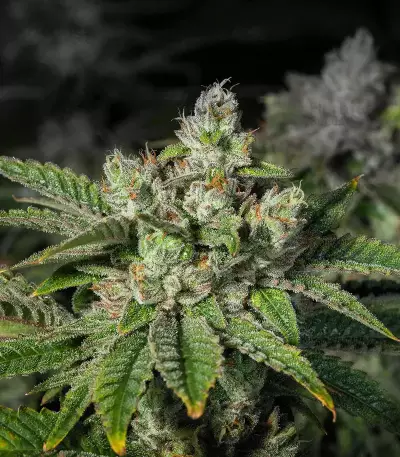 Stardawg (Blackskull Seeds) Cannabis-Samen