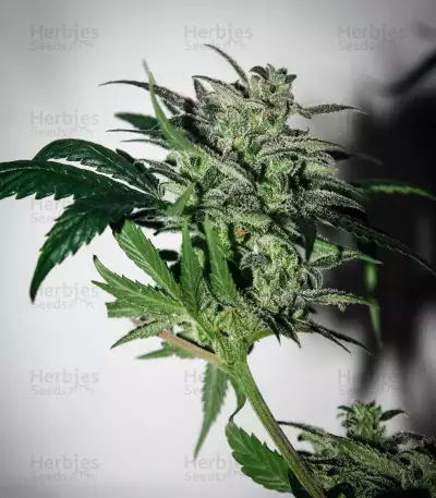 THC Bomb Auto (Bomb Seeds) Cannabis-Samen