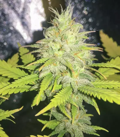 Unknown Kush Early Version (Delicious Seeds) Cannabis-Samen