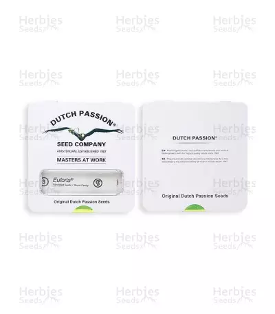 Euforia (Dutch Passion) Cannabis-Samen