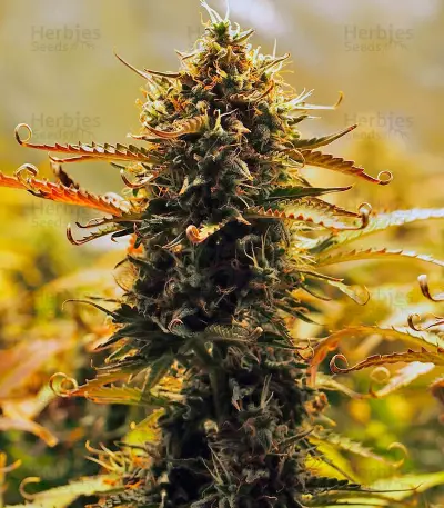 Jack 47 Auto (Sweet Seeds) Cannabis-Samen