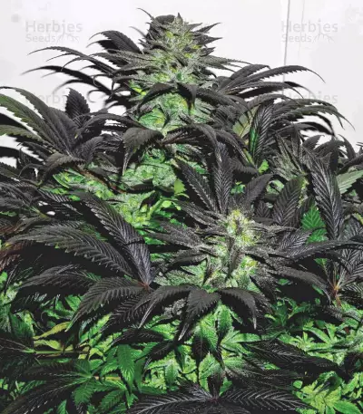 Bubba Island Kush (Dutch Passion) Cannabis-Samen