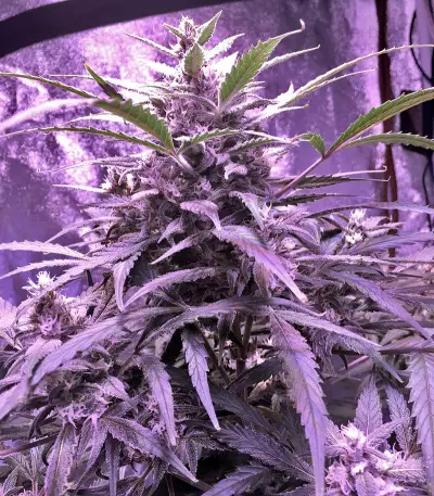60 Day Lemon Autoflower (DNA Genetics) Cannabis-Samen