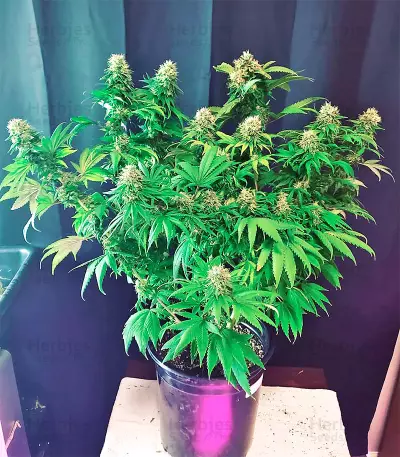 Afghani #1 (Sensi Seeds) Cannabis-Samen