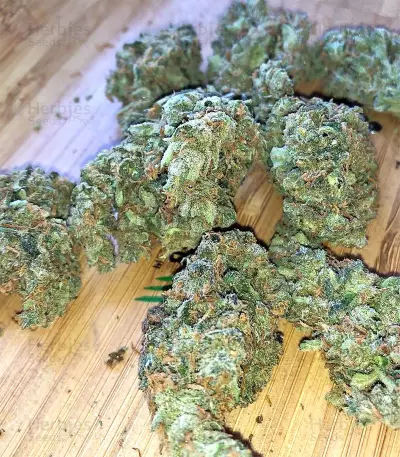 Amnesia (Seedstockers) Cannabis-Samen