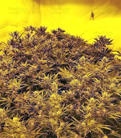 Amnesia (Seedstockers) Cannabis-Samen