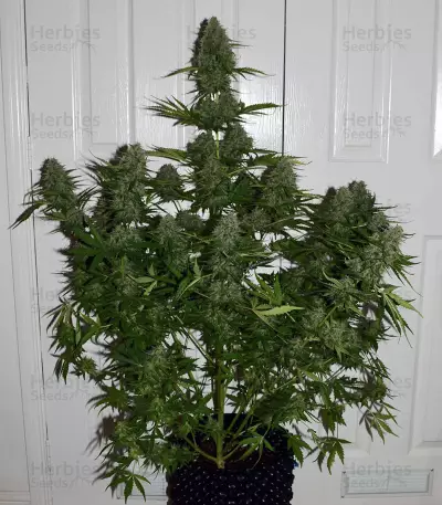 BCN Critical XXL Autoflower (Seedstockers) Cannabis-Samen