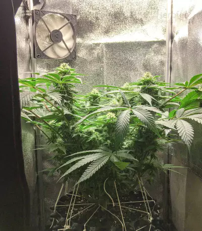 Black Jack (Sweet Seeds) Cannabis-Samen