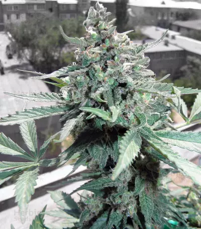 CBD Lemon Potion Auto (Barney's Farm) Cannabis-Samen