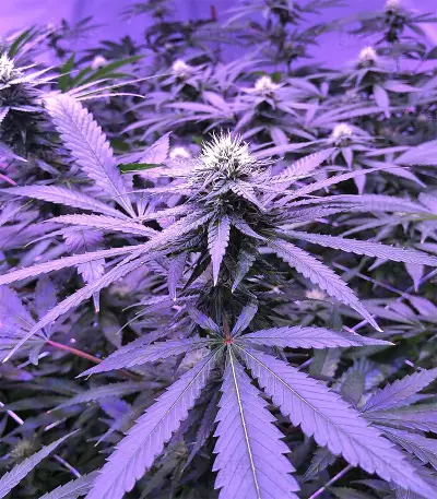 Chem Berry D regular (Dark Horse Genetics) Cannabis-Samen