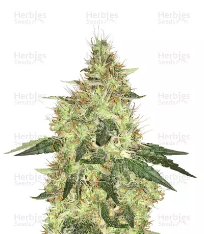 Cookie Dawg (Big Head Seeds) Cannabis-Samen