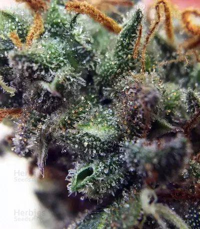 Dreamberry Auto (Auto Seeds) Cannabis-Samen