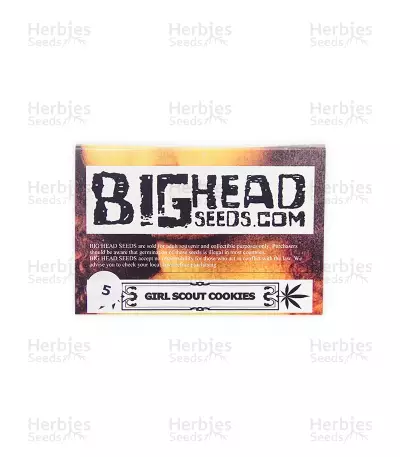 Girl Scout Cookies (Big Head Seeds) Cannabis-Samen