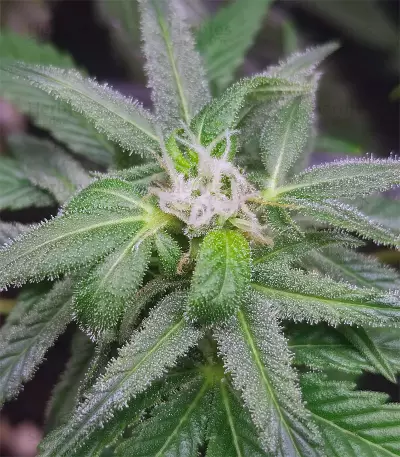 Gorilla Cookies (Big Head Seeds) Cannabis-Samen