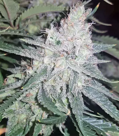 King's Banner regular (Dark Horse Genetics) Cannabis-Samen