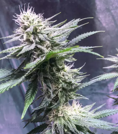 Lemon Ice 2.0 (Ripper Seeds) Cannabis-Samen