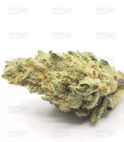 Colombia Mangobiche regular (CannaBioGen) Cannabis-Samen